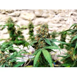 Banana MAC - Anesia Seeds Hybrid - WWW.SEEDS-BANK.CZ