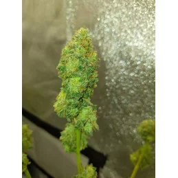 Banana MAC - Anesia Seeds Hybrid - WWW.SEEDS-BANK.CZ