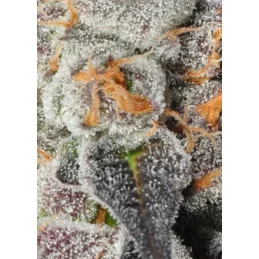 Anesia Scout Cookies - Anesia Seeds Hybrid - WWW.SEEDS-BANK.CZ