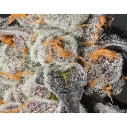 Anesia Scout Cookies - Anesia Seeds Hybrid - WWW.SEEDS-BANK.CZ