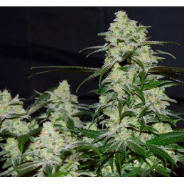 Anesia Scout Cookies - Anesia Seeds Hybrid - WWW.SEEDS-BANK.CZ