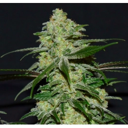 Anesia Scout Cookies - Anesia Seeds Hybrid - WWW.SEEDS-BANK.CZ