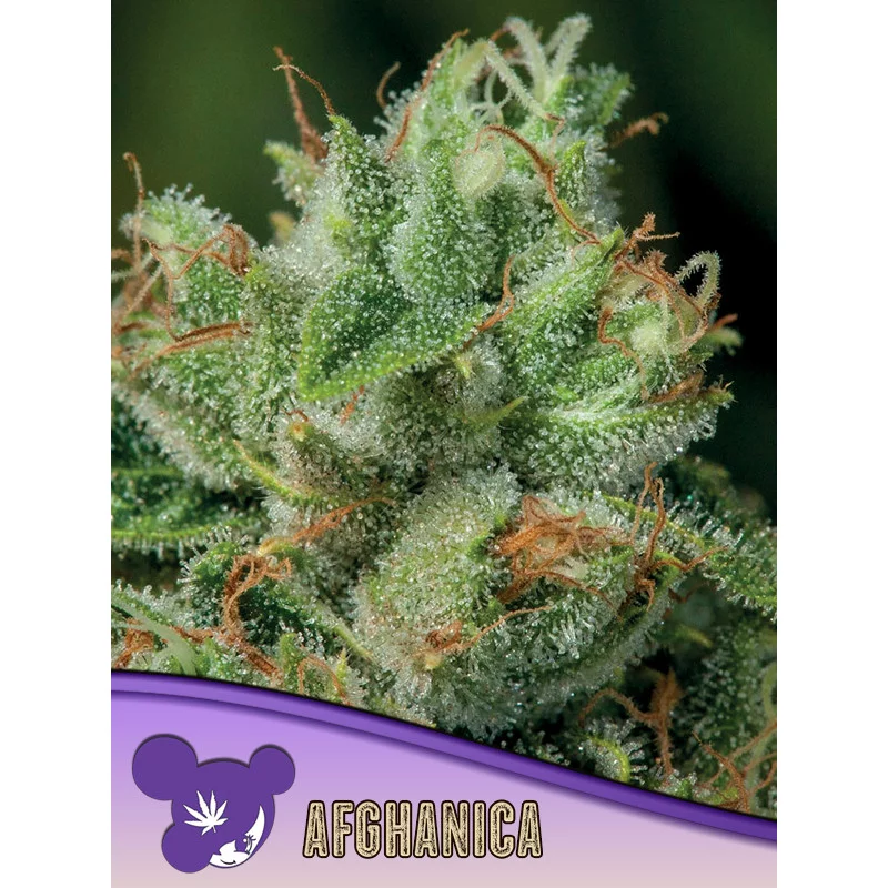 Afghanica - Landraces - Anesia Seeds INDICA - WWW.SEEDS-BANK.CZ