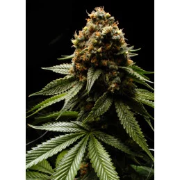 Afghanica - Landraces - Anesia Seeds INDICA - WWW.SEEDS-BANK.CZ