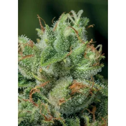 Afghanica - Landraces čistá 100% indica - Anesia Seeds - WWW.SEEDS-BANK.CZ