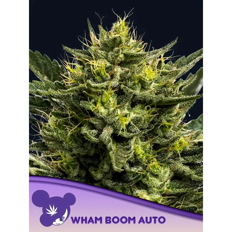 WHAM BOOM Auto - Anesia Seeds Hybrid - WWW.SEEDS-BANK.CZ