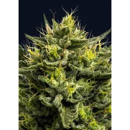 WHAM BOOM Auto - Anesia Seeds Hybrid - WWW.SEEDS-BANK.CZ