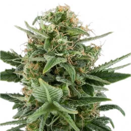 Royal Dwarf - Royal Queen Seeds - samokvetoucí semena marihuany