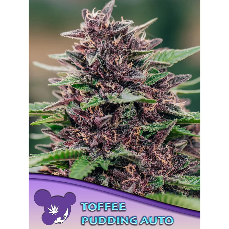 Toffee Pudding Auto - Anesia Seeds Indica - WWW.SEEDS-BANK.CZ