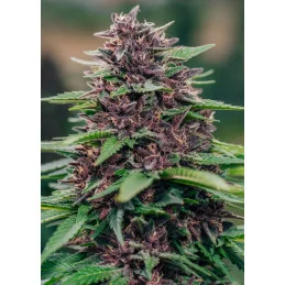 Toffee Pudding Auto - Anesia Seeds Indica - WWW.SEEDS-BANK.CZ