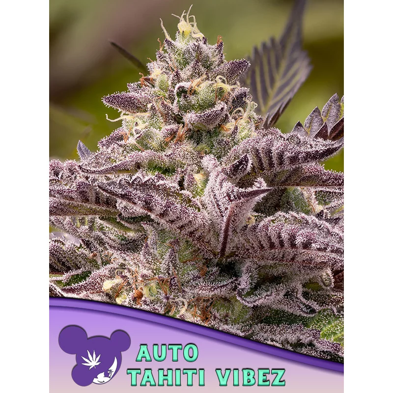 Tahiti Vibez Auto - Anesia Seeds Hybrid - WWW.SEEDS-BANK.CZ
