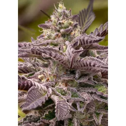 Tahiti Vibez Auto - Anesia Seeds Hybrid - WWW.SEEDS-BANK.CZ