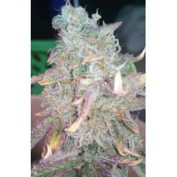 Tahiti Vibez Auto - Anesia Seeds Hybrid - WWW.SEEDS-BANK.CZ