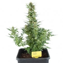 Royal Dwarf - Royal Queen Seeds - samokvetoucí semena marihuany