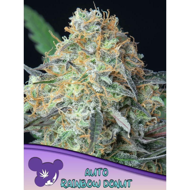 Rainbow Donut Auto - Anesia Seeds Hybrid - WWW.SEEDS-BANK.CZ