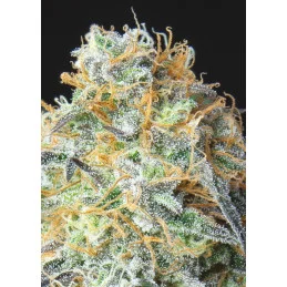 Rainbow Donut Auto - Anesia Seeds Hybrid - WWW.SEEDS-BANK.CZ
