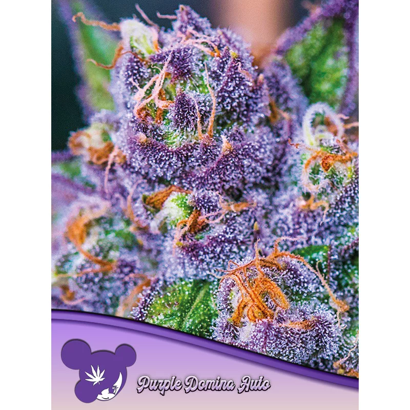 Purple Domina Auto - Anesia Seeds Indica - WWW.SEEDS-BANK.CZ