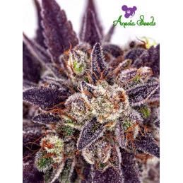 Purple Domina Auto - Anesia Seeds Indica - WWW.SEEDS-BANK.CZ