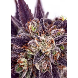 Purple Domina Auto - Anesia Seeds Indica - WWW.SEEDS-BANK.CZ