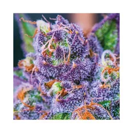 Purple Domina Auto - Anesia Seeds Indica - WWW.SEEDS-BANK.CZ