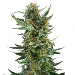 Royal Dwarf - Royal Queen Seeds - samokvetoucí semena marihuany