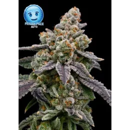 Frozen Face Auto - Anesia Seeds Sativa - WWW.SEEDS-BANK.CZ