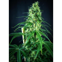 Frozen Face Auto - Anesia Seeds Sativa - WWW.SEEDS-BANK.CZ