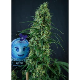 Frozen Face Auto - Anesia Seeds Sativa - WWW.SEEDS-BANK.CZ