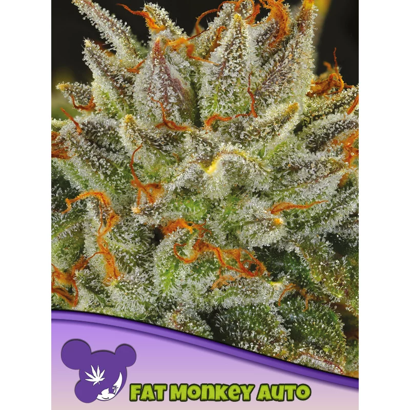 Fat Monkey Auto - Anesia Seeds Sativa - WWW.SEEDS-BANK.CZ