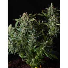 Fat Monkey Auto - Anesia Seeds Sativa - WWW.SEEDS-BANK.CZ