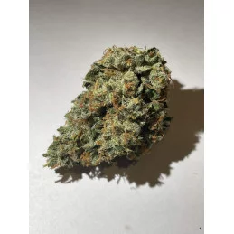 Fat Monkey Auto - Anesia Seeds Sativa - WWW.SEEDS-BANK.CZ