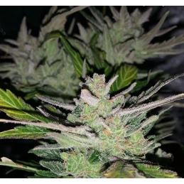 Fat Monkey Auto - Anesia Seeds Sativa - WWW.SEEDS-BANK.CZ