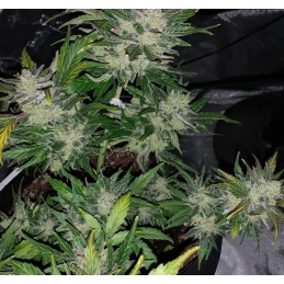 Fat Monkey Auto - Anesia Seeds Sativa - WWW.SEEDS-BANK.CZ