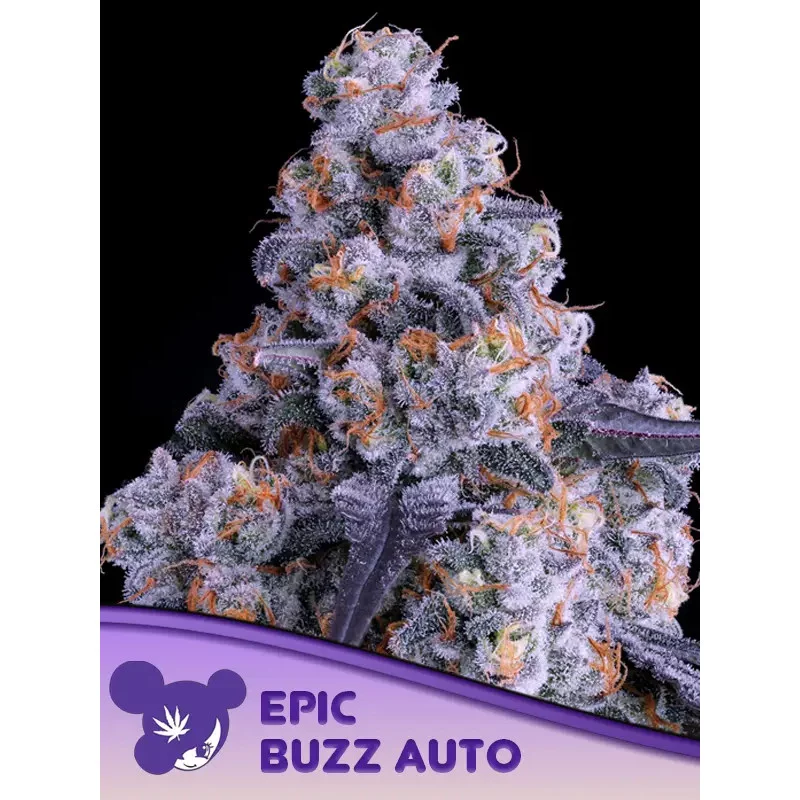 Epic Buzz Auto - Anesia Seeds Indica - WWW.SEEDS-BANK.CZ
