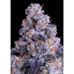 Epic Buzz Auto - Anesia Seeds Indica - WWW.SEEDS-BANK.CZ