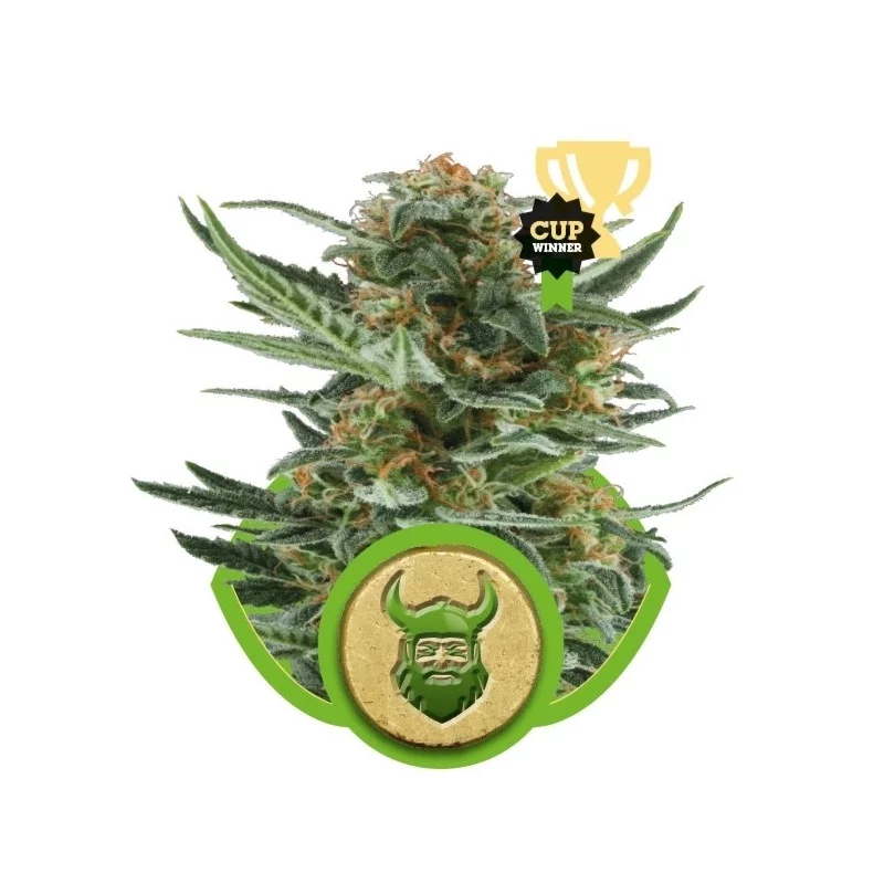 Royal Dwarf - Royal Queen Seeds - samokvetoucí semena marihuany