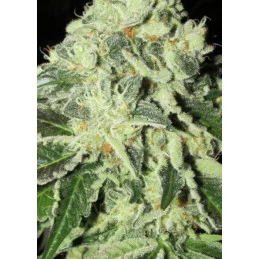 Big Bazooka Auto - Anesia Seeds Indica - WWW.SEEDS-BANK.CZ