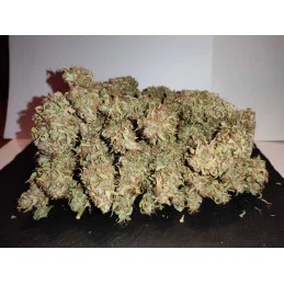 Big Bazooka Auto - Anesia Seeds Indica - WWW.SEEDS-BANK.CZ