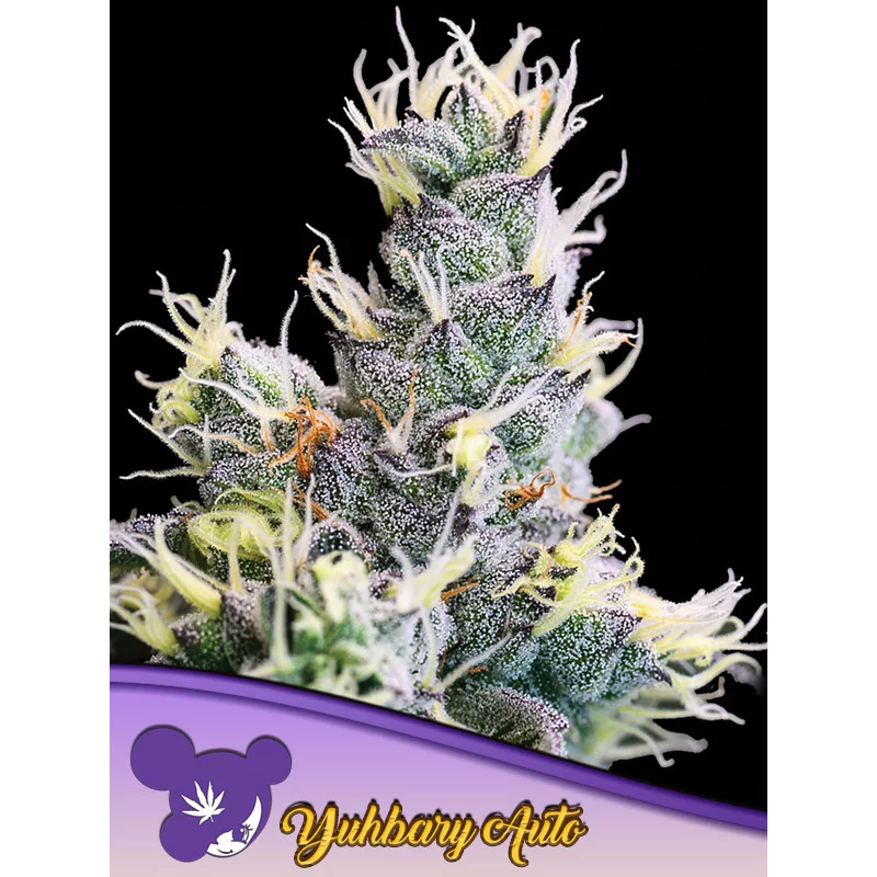 Auto Yuhbary - Anesia Seeds Sativa - WWW.SEEDS-BANK.CZ