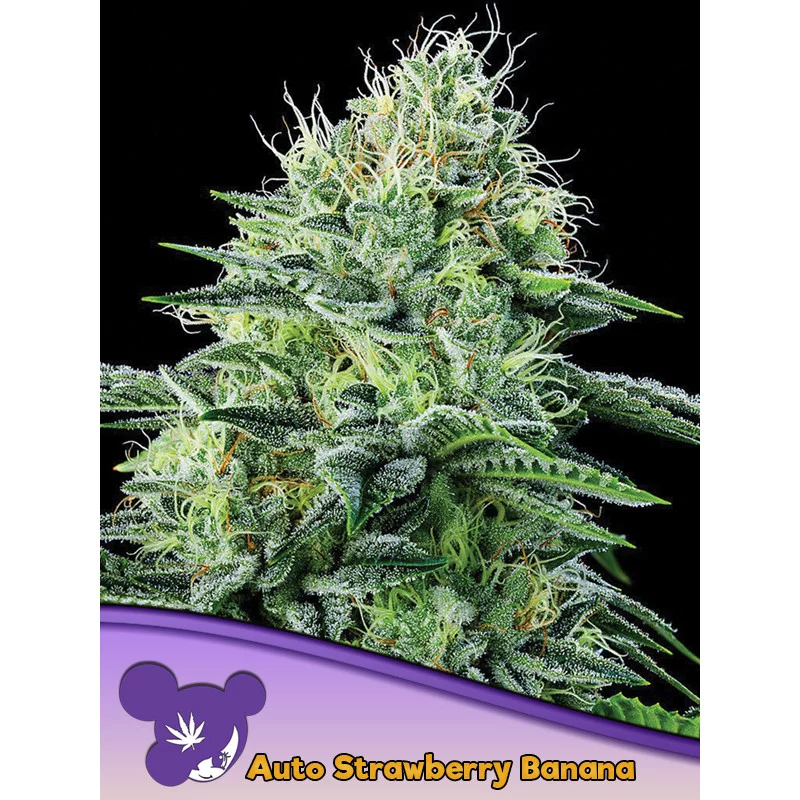 Auto Strawberry Banana - Anesia Seeds Sativa - WWW.SEEDS-BANK.CZ