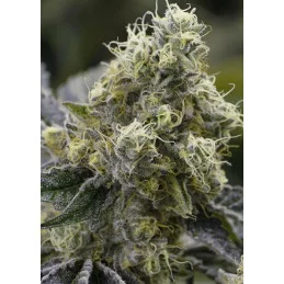 Auto Strawberry Banana - Anesia Seeds Sativa - WWW.SEEDS-BANK.CZ