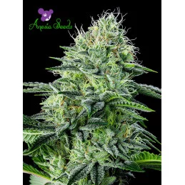Auto Strawberry Banana - Anesia Seeds Sativa - WWW.SEEDS-BANK.CZ
