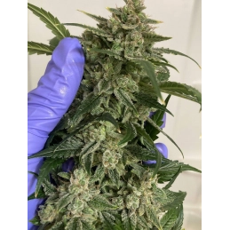 Auto Strawberry Banana - Anesia Seeds Sativa - WWW.SEEDS-BANK.CZ