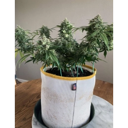 Auto Strawberry Banana - Anesia Seeds Sativa - WWW.SEEDS-BANK.CZ
