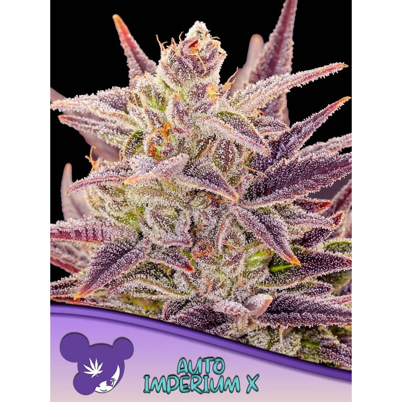 Auto Imperium X® - Anesia Seeds Indica - WWW.SEEDS-BANK.CZ