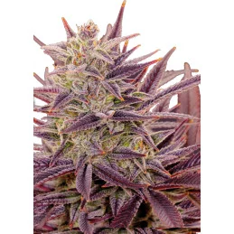 Auto Imperium X® - Anesia Seeds Indica - WWW.SEEDS-BANK.CZ