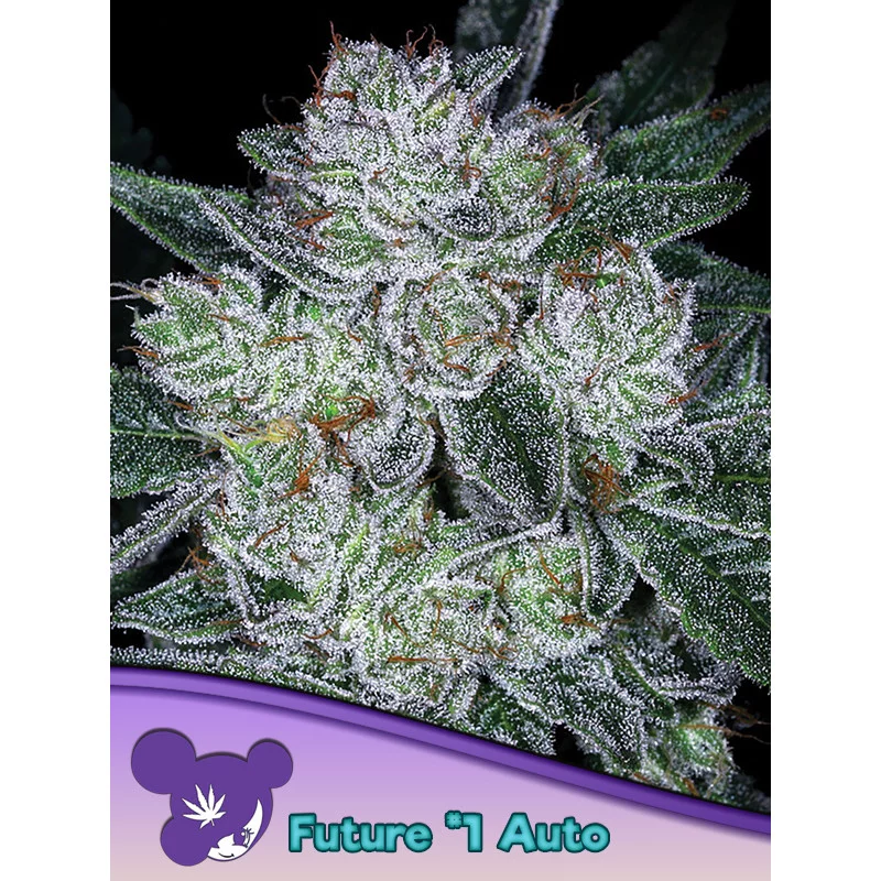 Auto Future #1® - Anesia Seeds Hybrid - WWW.SEEDS-BANK.CZ