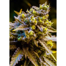 Auto Future #1® - Anesia Seeds Hybrid - WWW.SEEDS-BANK.CZ