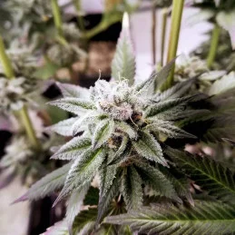Auto Future #1® - Anesia Seeds Hybrid - WWW.SEEDS-BANK.CZ
