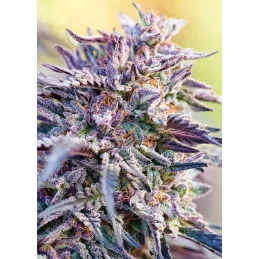 Auto BubbleGum - Anesia Seeds Hybrid - WWW.SEEDS-BANK.CZ